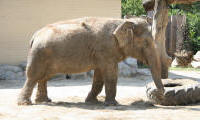 Živalski vrt - slon
